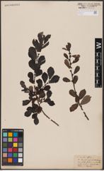 Foto von Salix aurita L.